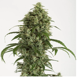 ANESTHESIA · Pyramid Seeds...